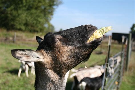 Miina Marie the throat goat